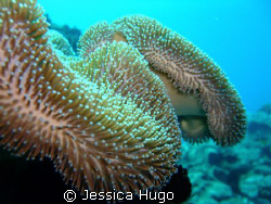 Soft Coral by Jessica Hugo 